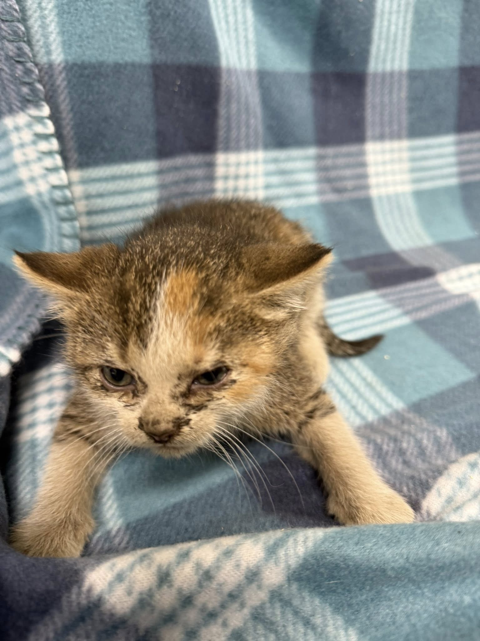 Photo of rescued kittens at Pennington County Humane Society