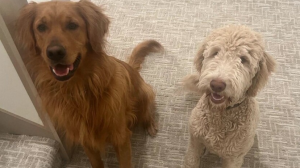 A Traill County man admitted shooting two dogs, killing Jake, a golden retriever and wounding Bauer, a double doodle.