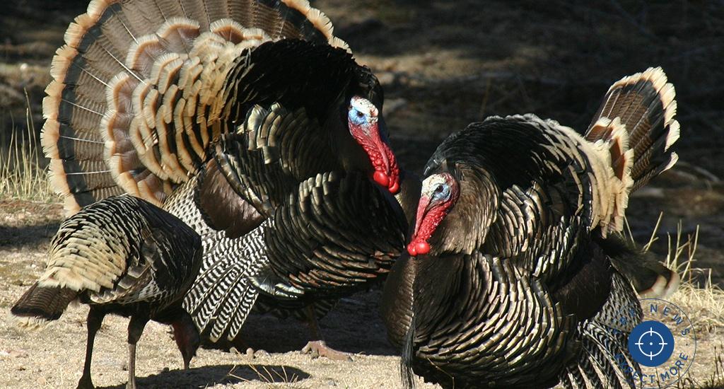 Feathered Romance: Turkeys' Spring Mating Rituals Take Flight