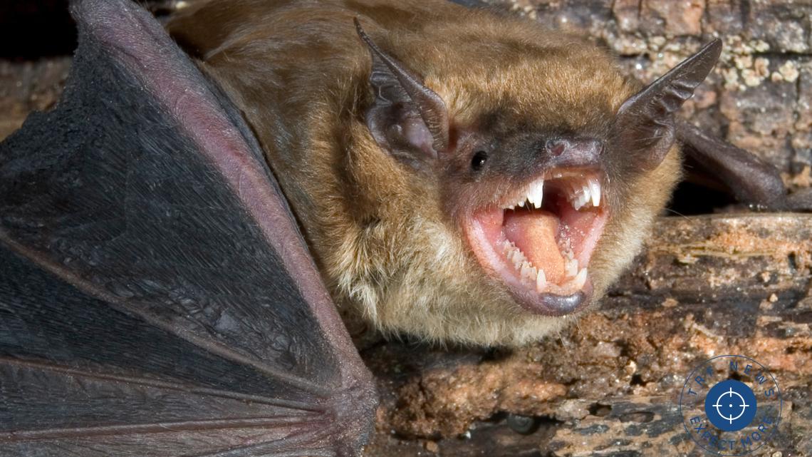 Minnesota Reports Rare Rabies Death Linked to Bat Exposure