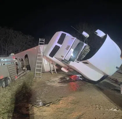 Otter Tail County cattle crash