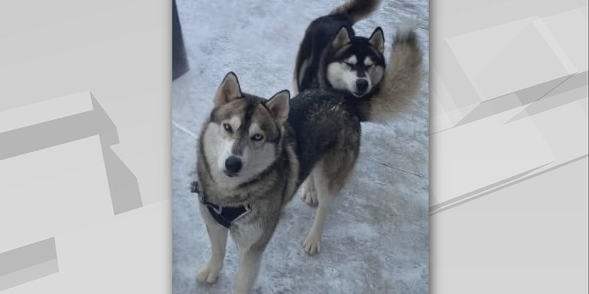 Siberian Huskies Fatally Shot During Minnesota Hike