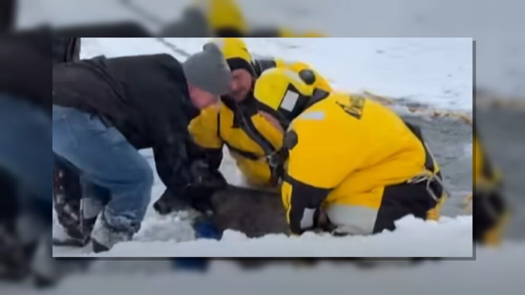 St. Louis County Deer Saved From Icy Lake