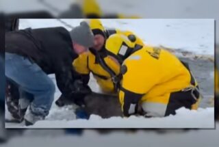 St. Louis County Deer Saved From Icy Lake